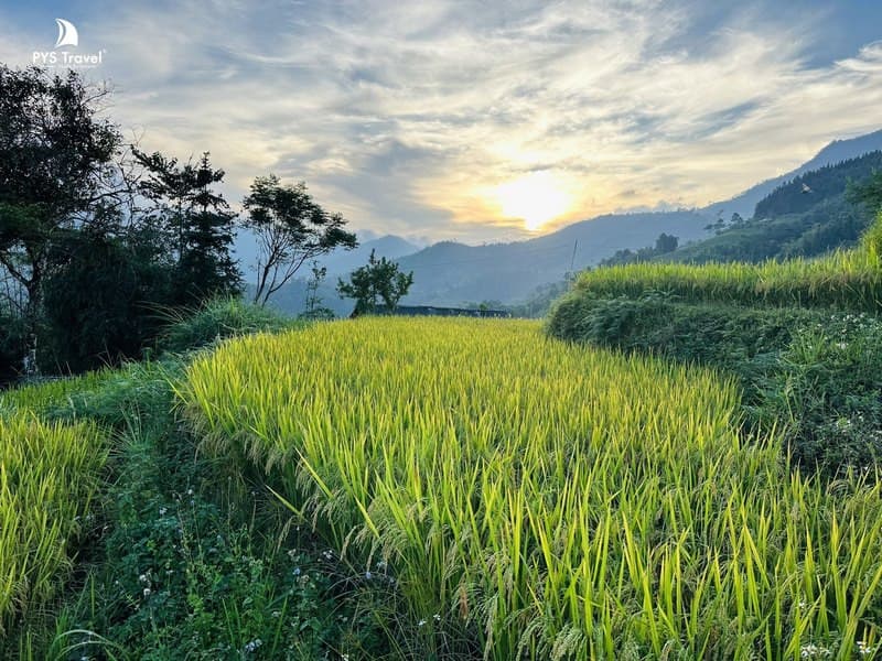 Ngất ngây với đồng lúa chín Hà Giang