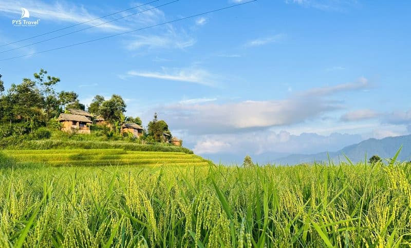 Thời gian lý tưởng để săn mùa lúa chín Hà Giang