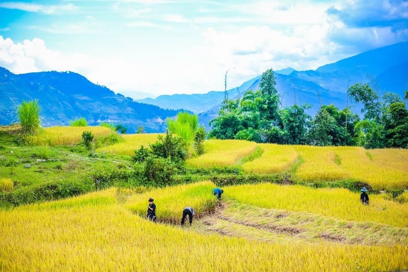 Lúa chín ở Xín Mần