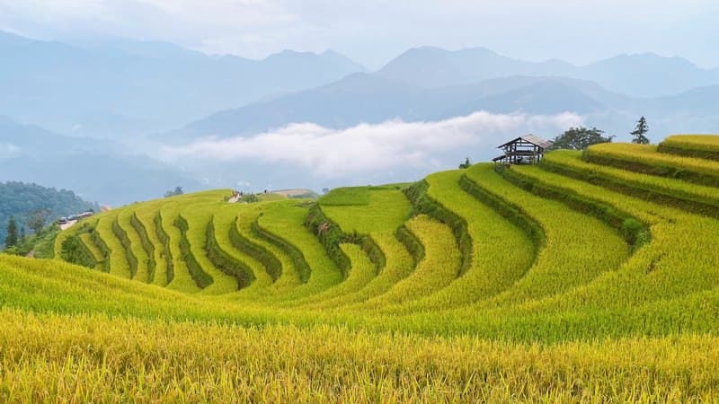 Mùa lúa chín Hà Giang