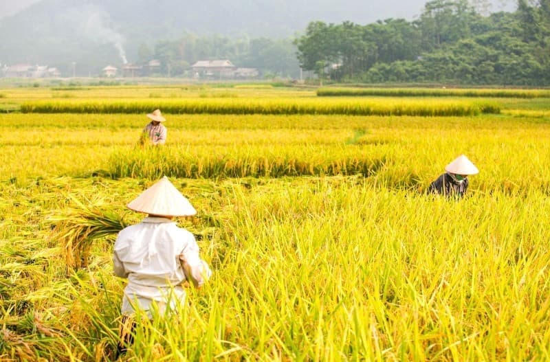 mai châu mùa thu