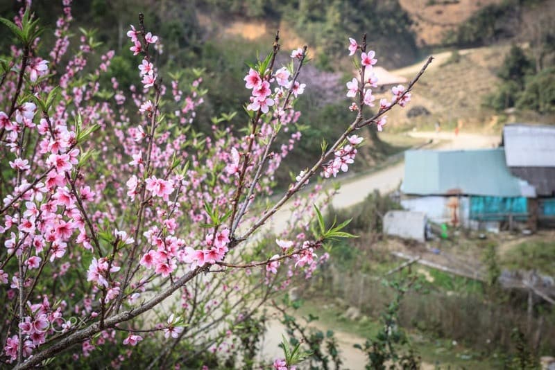 du lịch Tà Xùa mùa xuân