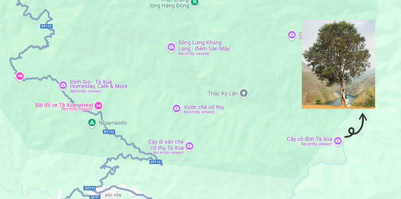 cây cô đơn tà xùa ở đâu