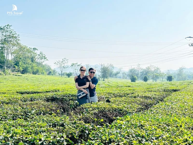 Rừng chè Tà Xùa, du lịch Tà Xùa