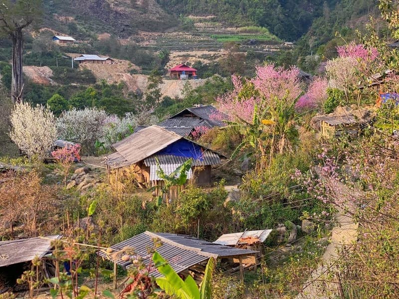 Mùa mận đào tại Tà Xùa