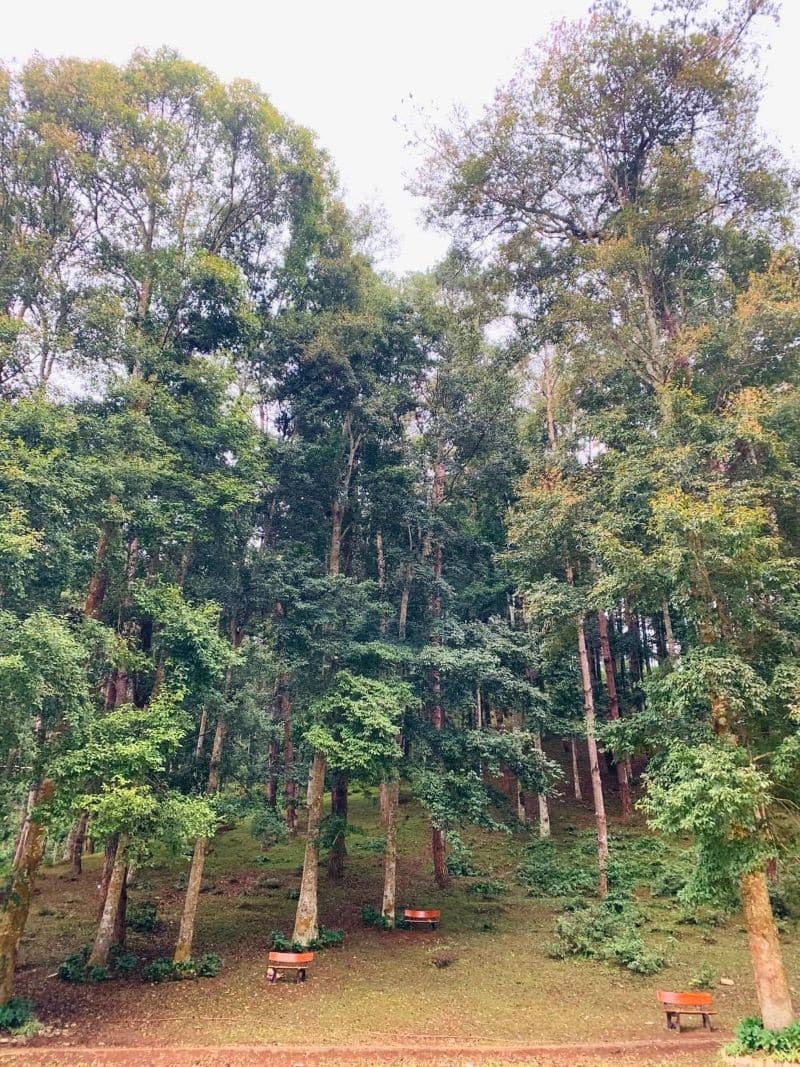 đồi thông eo gió trạm tấu