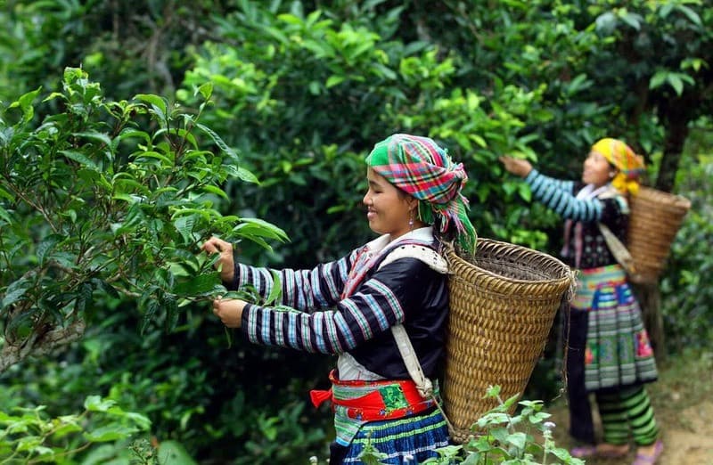Chè Shan tuyết Phình Hồ
