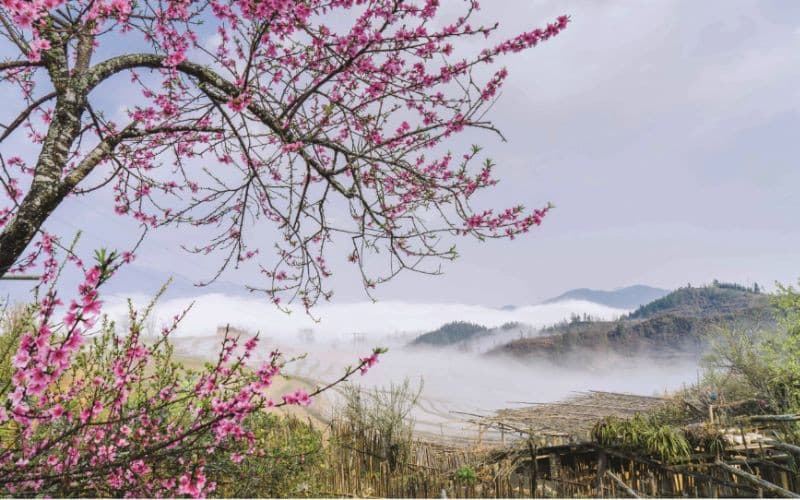 mùa xuân tà xùa