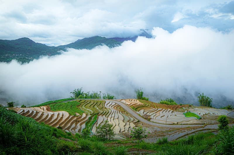 ngải thầu thượng y tý mùa nước đổ