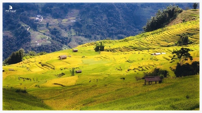 Thời điểm mùa lúa chín Y Tý 