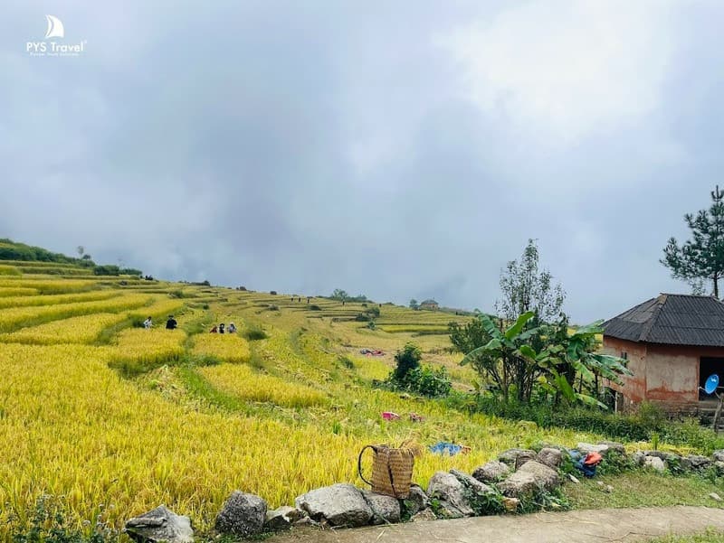 Y Tý chìm trong màu vàng của lúa chín