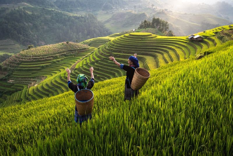 mù cang chải