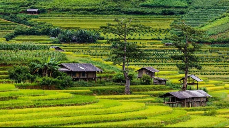 bản lìm thái