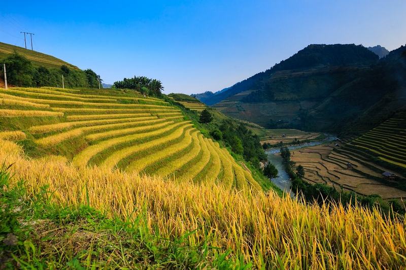 thông nguyên mùa lúa chín