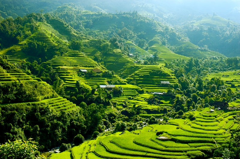 thông nguyên hoàng su phì