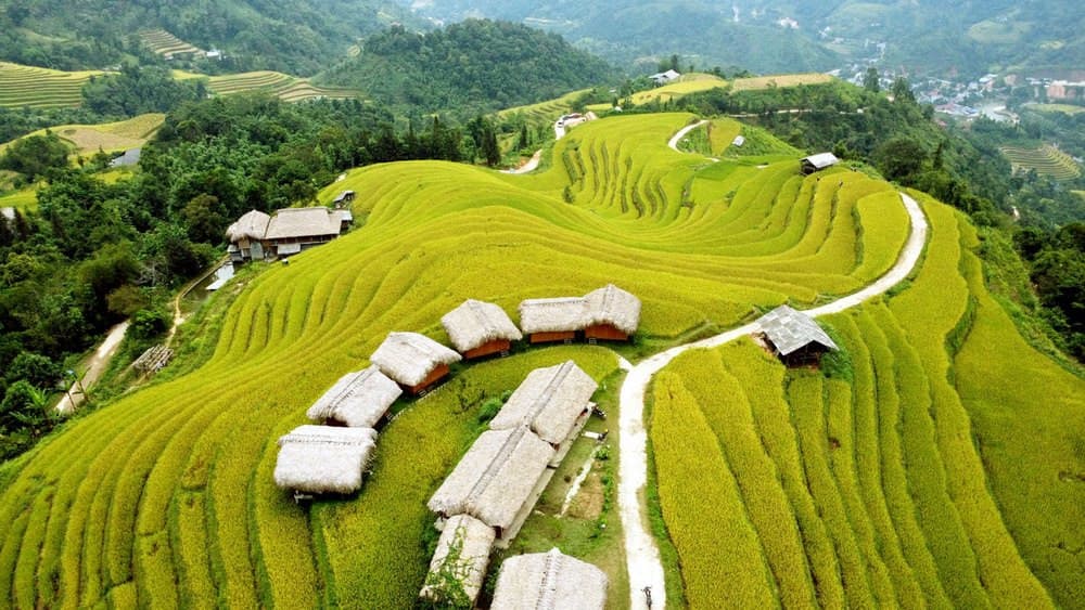 Ruộng Bậc Thang Thông Nguyên Hoàng Su Phì