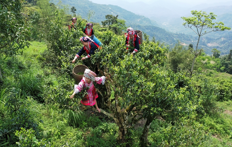 chè shan tuyết cổ thụ