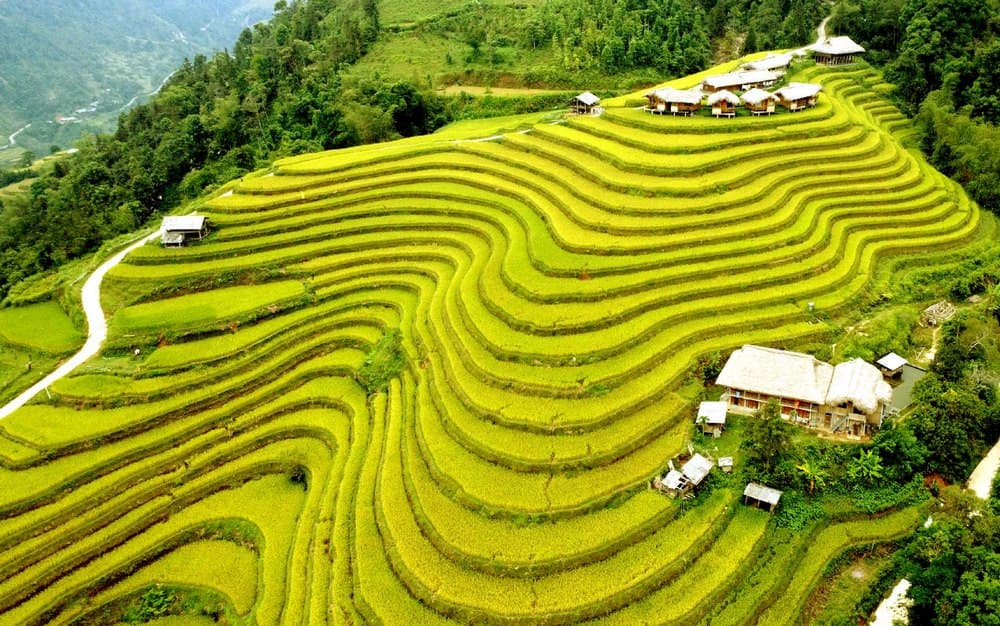 thông nguyên hoàng su phì