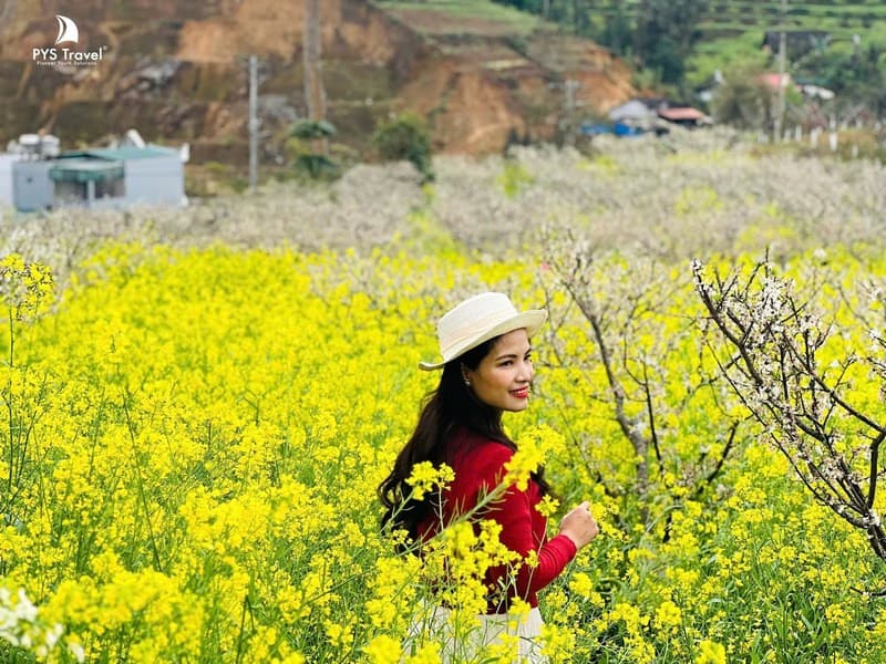 hoa cải vàng