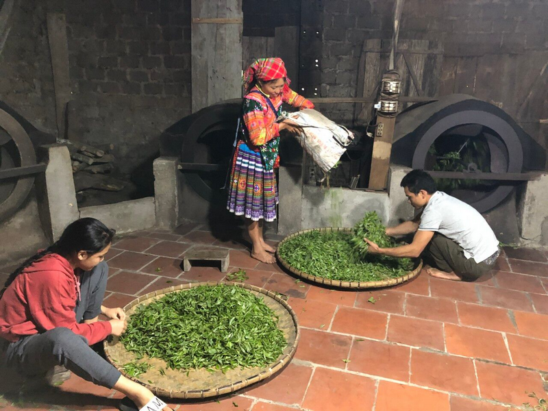 chè shan tuyết hoàng su phì