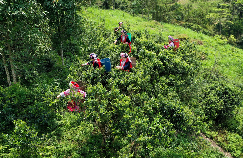 chè shan tuyết hoàng su phì