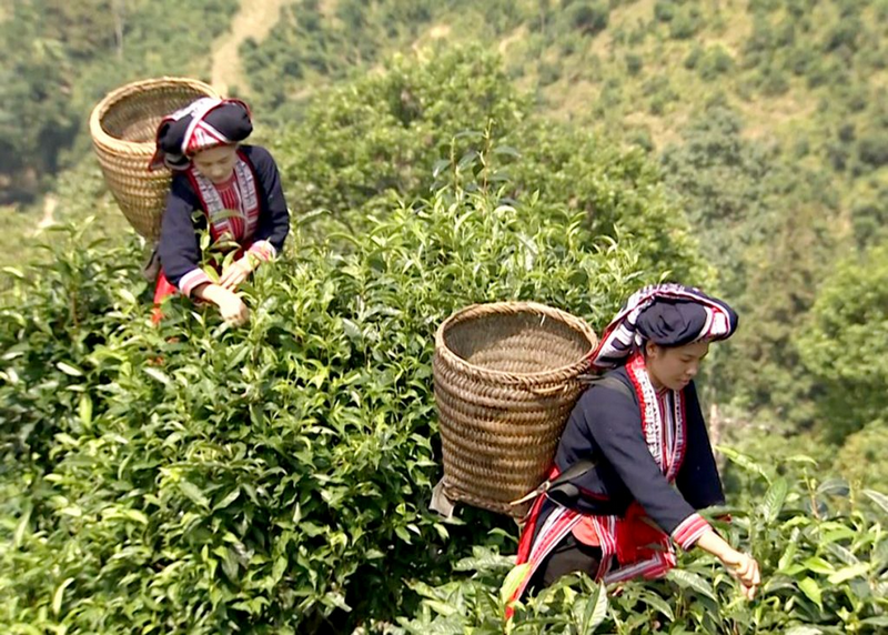 chè hoàng su phì