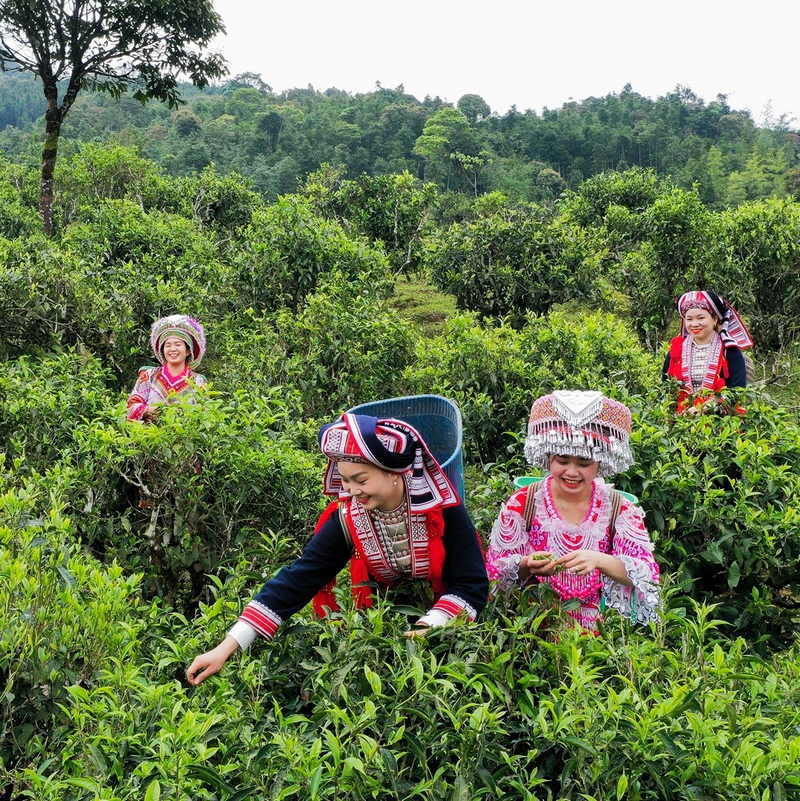 chè shan tuyết hoàng su phì