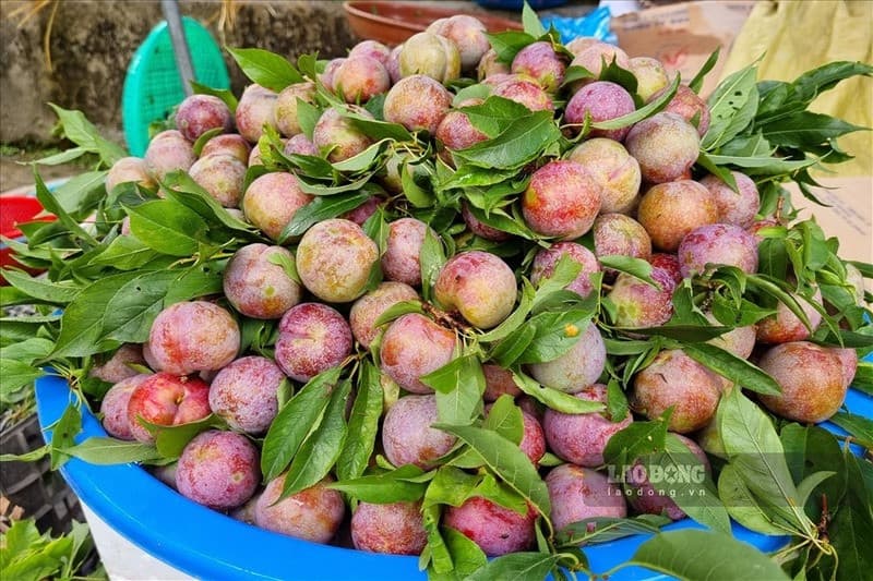 đặc sản bắc hà mận tam hoa