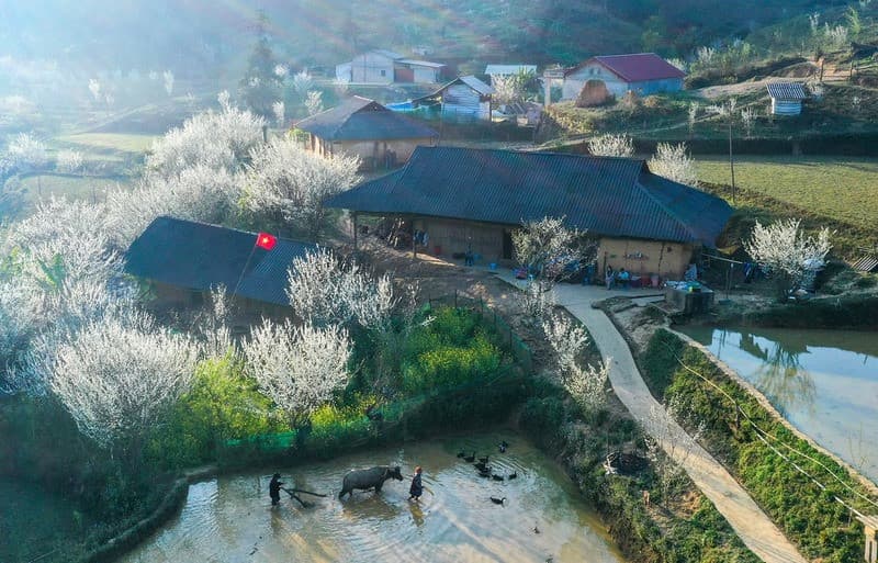 Tả Van Chư Bắc Hà