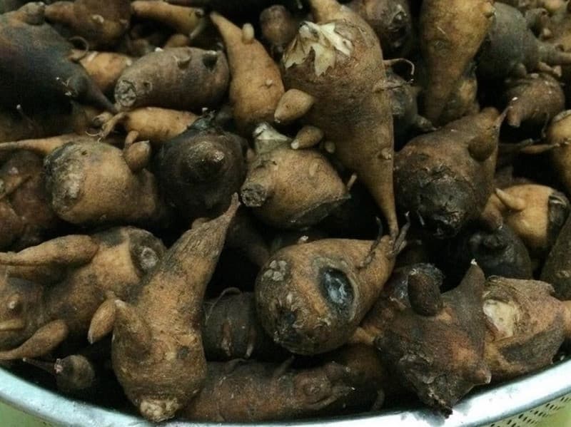 Củ ấu tẩu