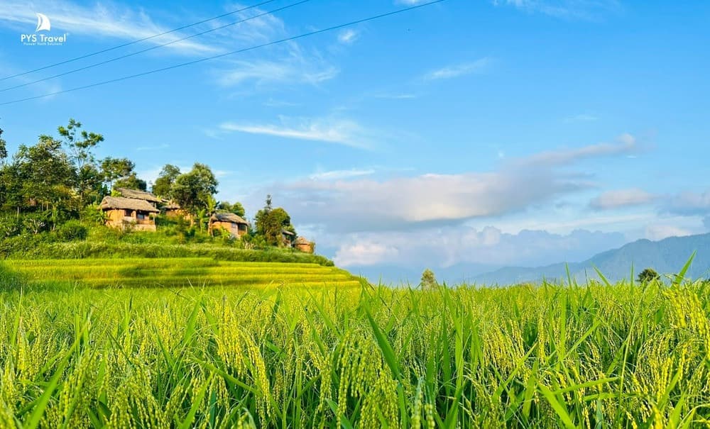 Những ruộng bậc thang đang chớm vào mùa chín