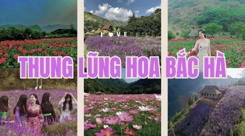 thung lũng hoa bắc hà