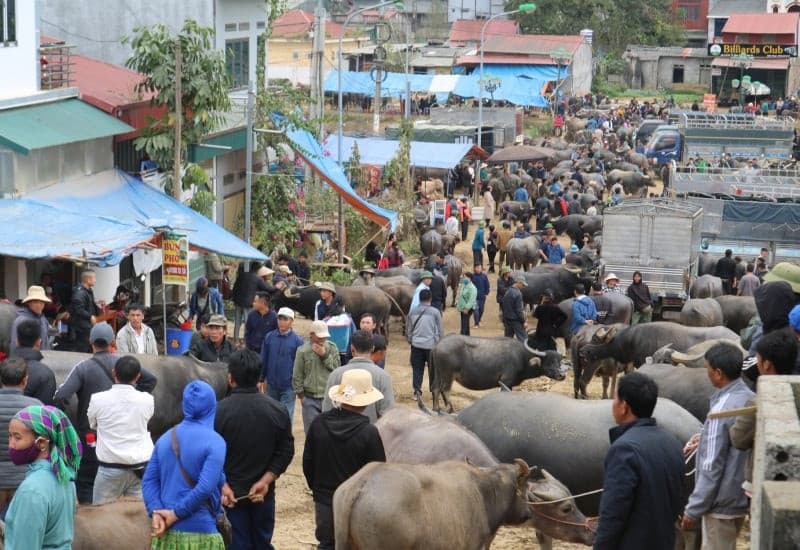 chợ trâu bắc hà