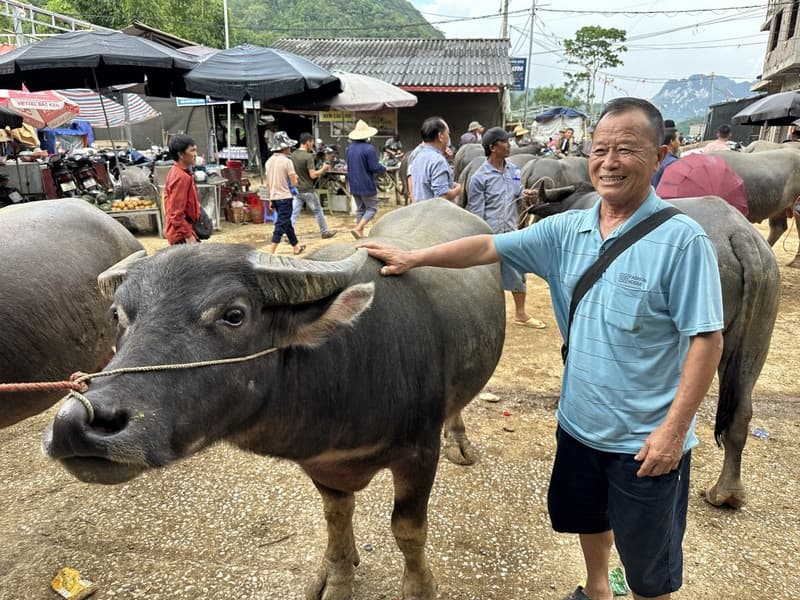 chợ trâu bắc hà