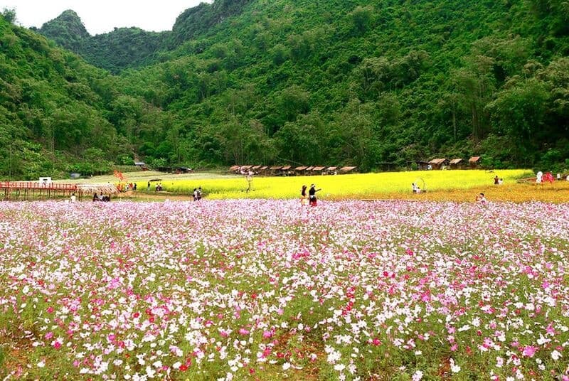 thung lũng hoa bắc hà