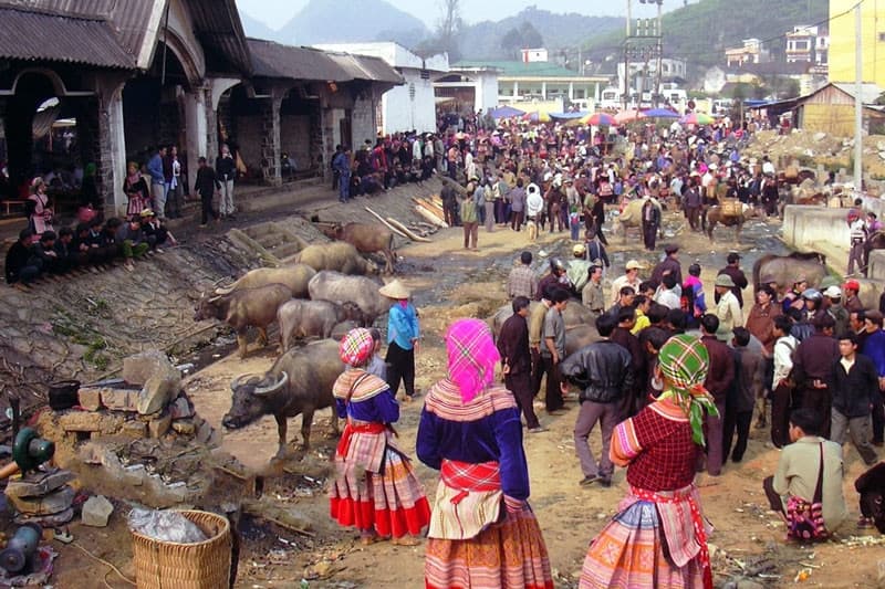 chợ trâu bắc hà