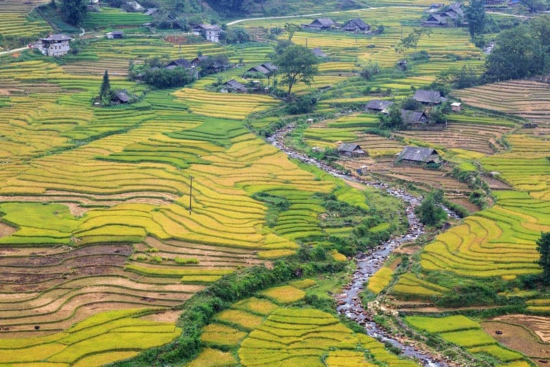 Mê mẩn với sắc vàng óng ánh của những thửa ruộng bậc thang Nậm Cang