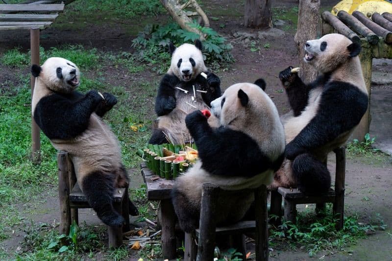 công viên gấu trúc trùng khánh