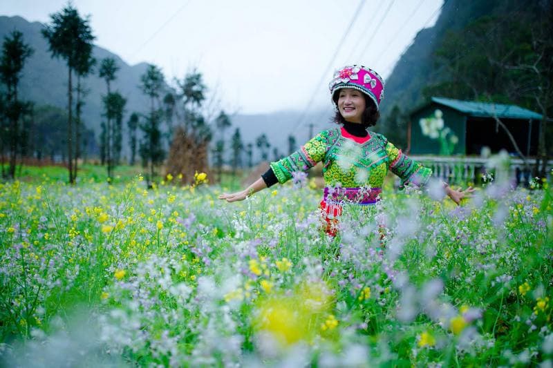 hoa cải hà giang