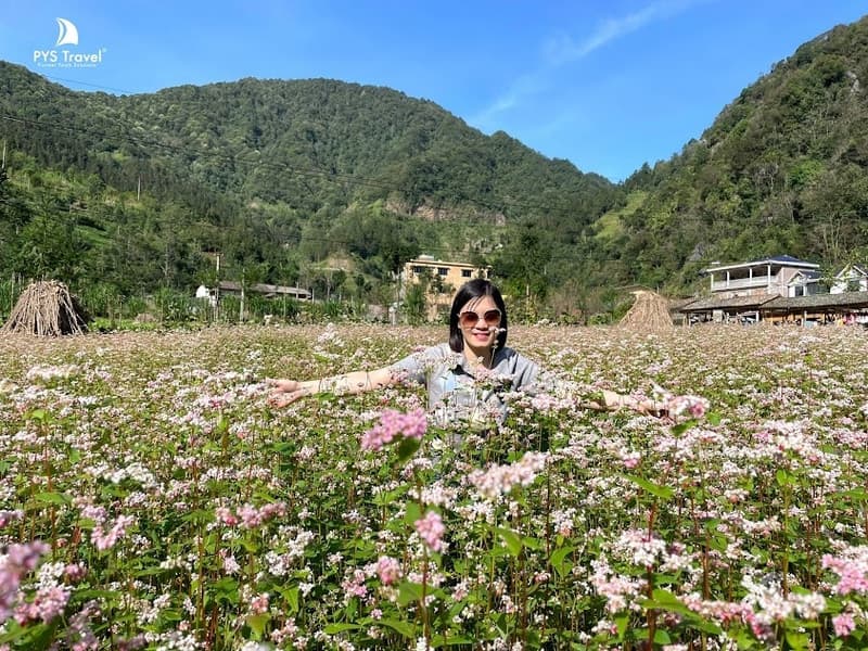 hoa tam giác mạch hà giang