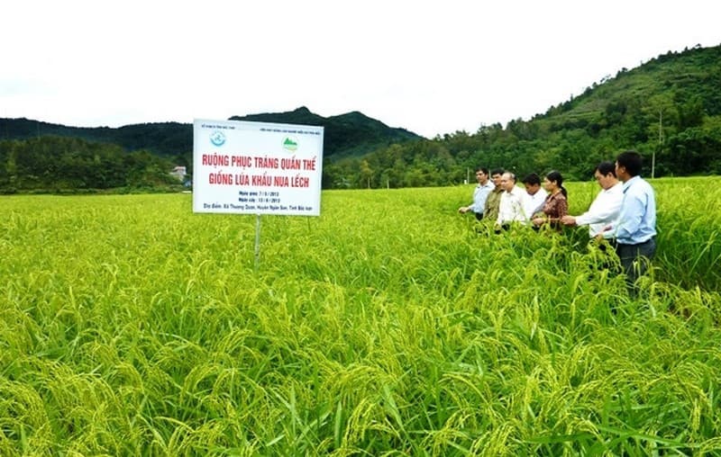bắc kạn đồng lúa
