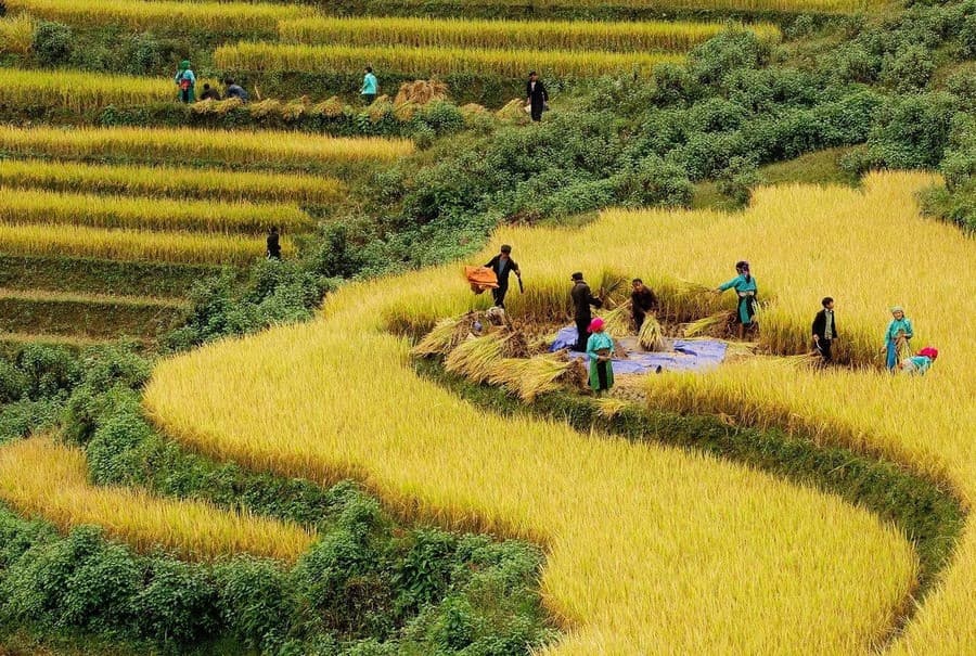 Mùa thu hoạch của người dân sapa