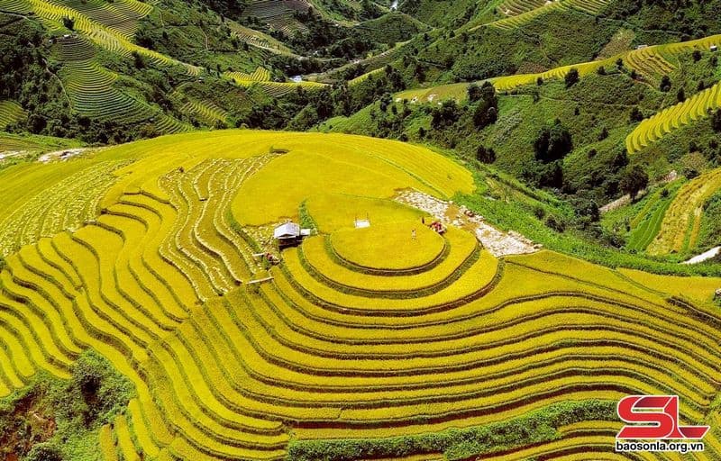 Ruộng bậc thang Tà Xùa tháng 10