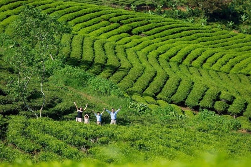 đồi chè cầu đất đà lạt