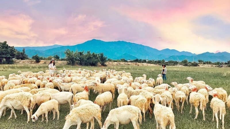 Đồng cừu ở An Hòa