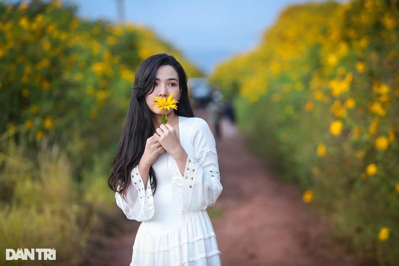 du lịch đà lạt tháng 11 chụp ảnh hoa dã quỳ 