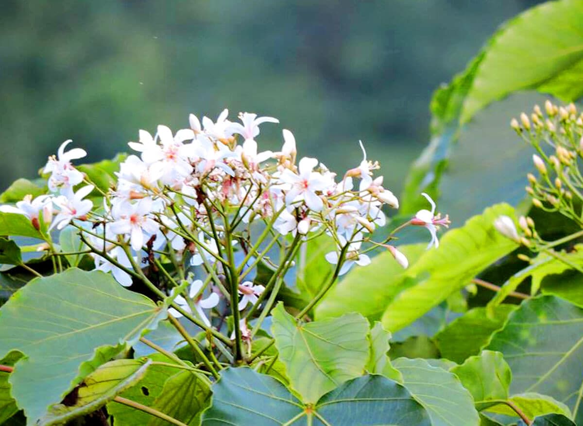 mùa hoa trẩu ở bình liêu tháng 3