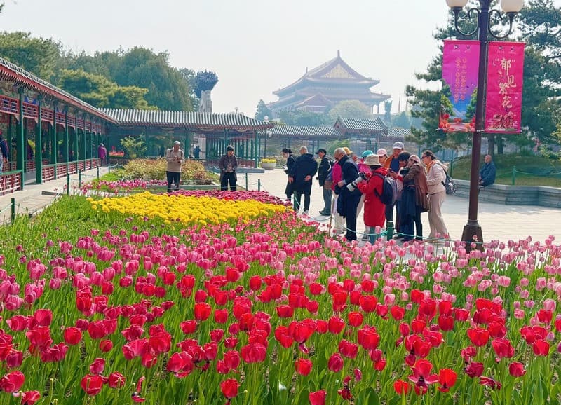 đi bắc kinh mùa nào đẹp mùa xuân