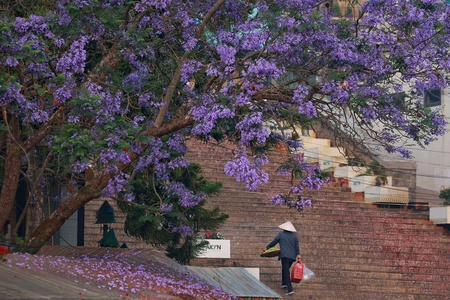 Hoa Phượng tím Đà Lạt