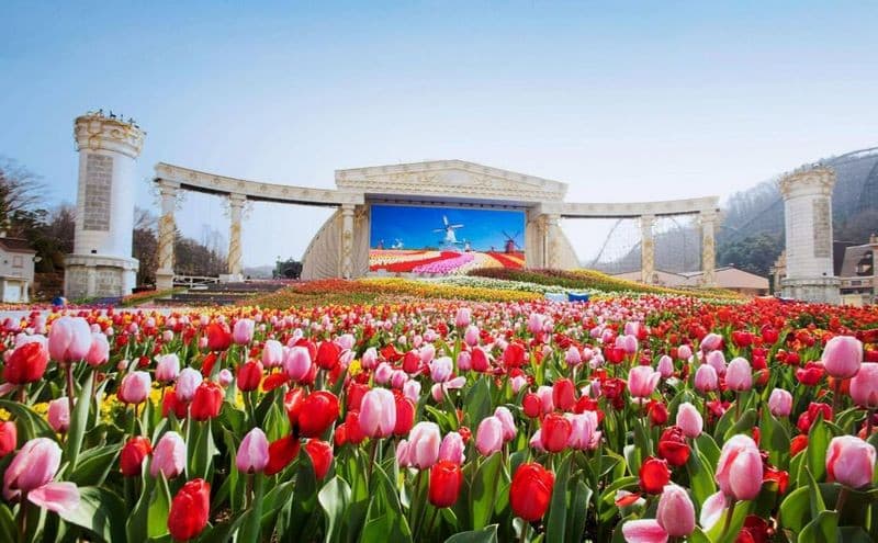 Lễ hội hoa tulip tại Everland Hàn Quốc